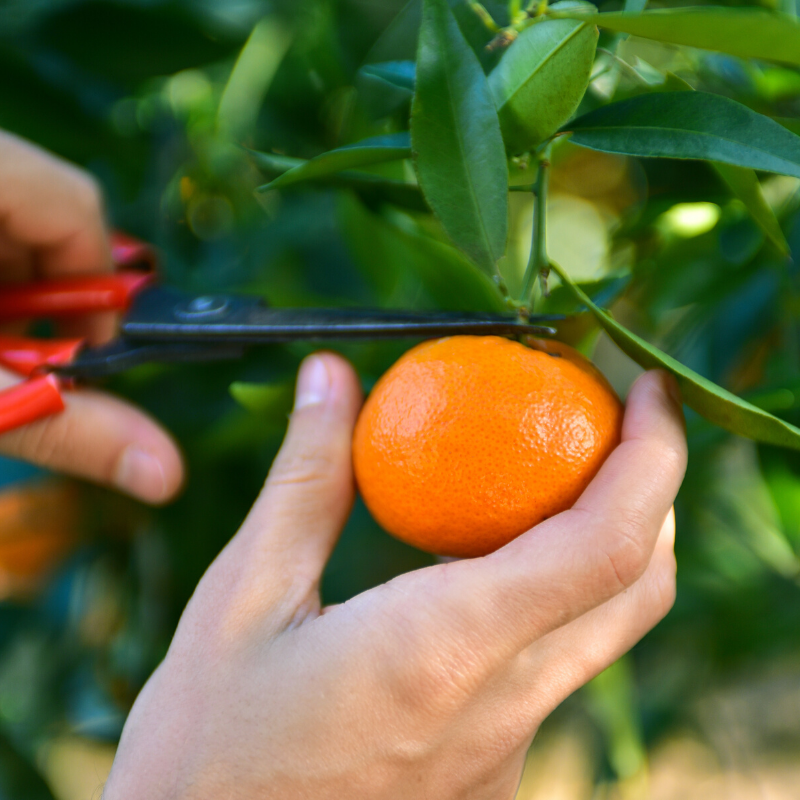 Organic Mandarin Essential Oil 10ml