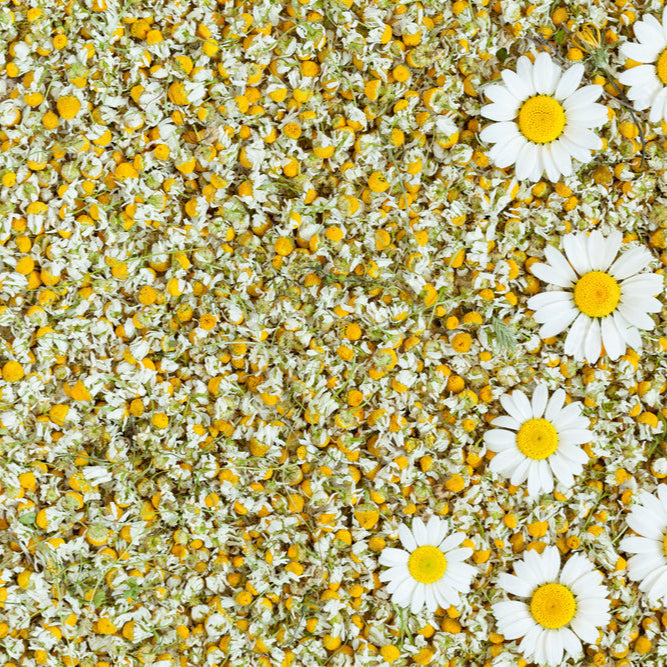 Chamomile flowers Loose