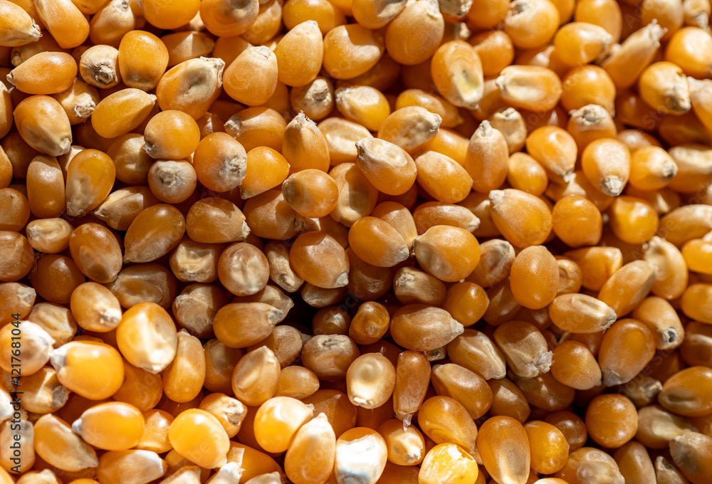 Popping Corn