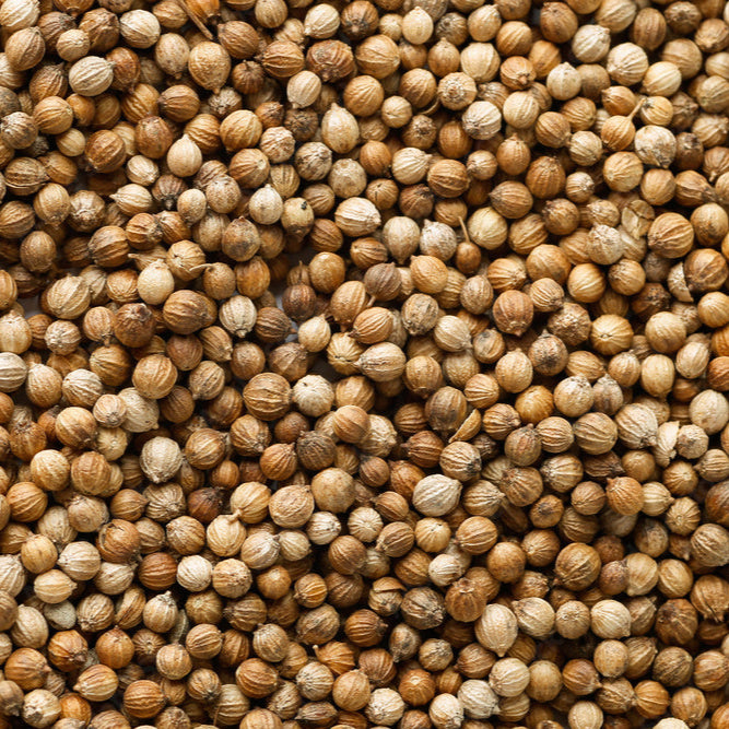 Coriander Seed