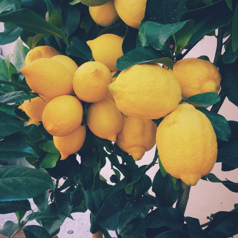 Organic Lemon Essential Oil 10ml