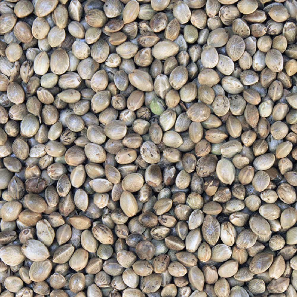 Organic Hemp Seeds - Shell on
