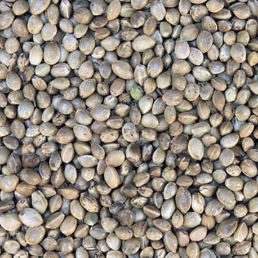 Organic Hemp Seeds - Shell on