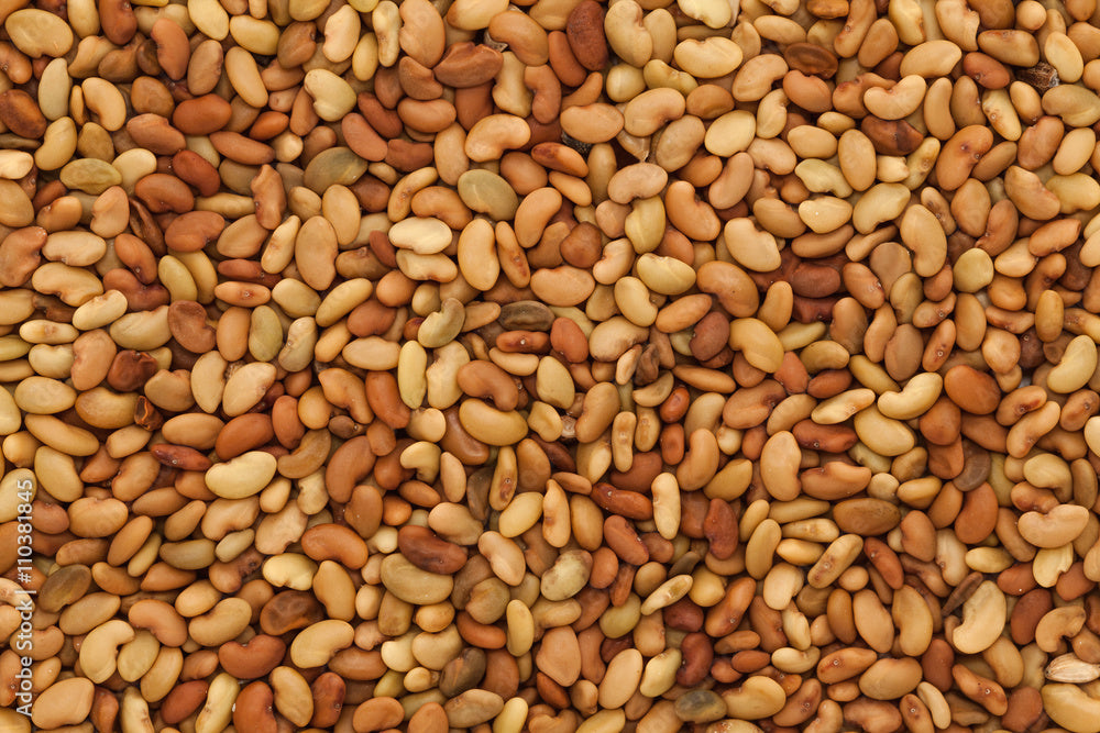 Alfalfa Seed