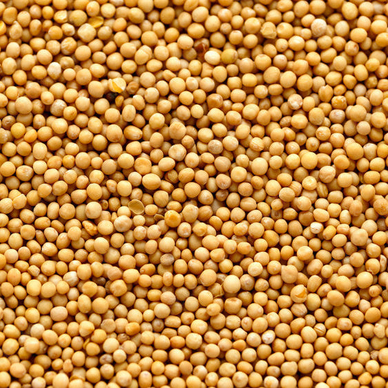 Mustard Seed Yellow
